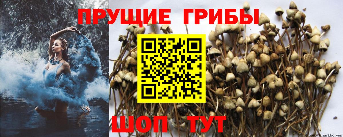продажа наркотиков  Вход с VPN  Галлюциногенные грибы мухоморы  Каменск-Шахтинский  Псилоцибиновые грибы ЛСД 